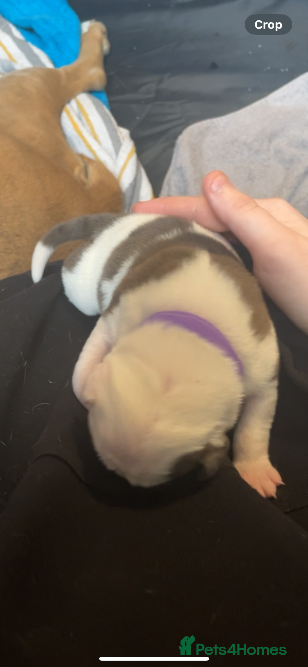 Mixed Breed dogs for sale: American Bulldog x Staffordshire Terrier puppies - Advert 20