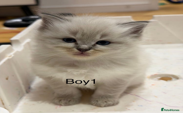 Ragdoll cats - Advert 4