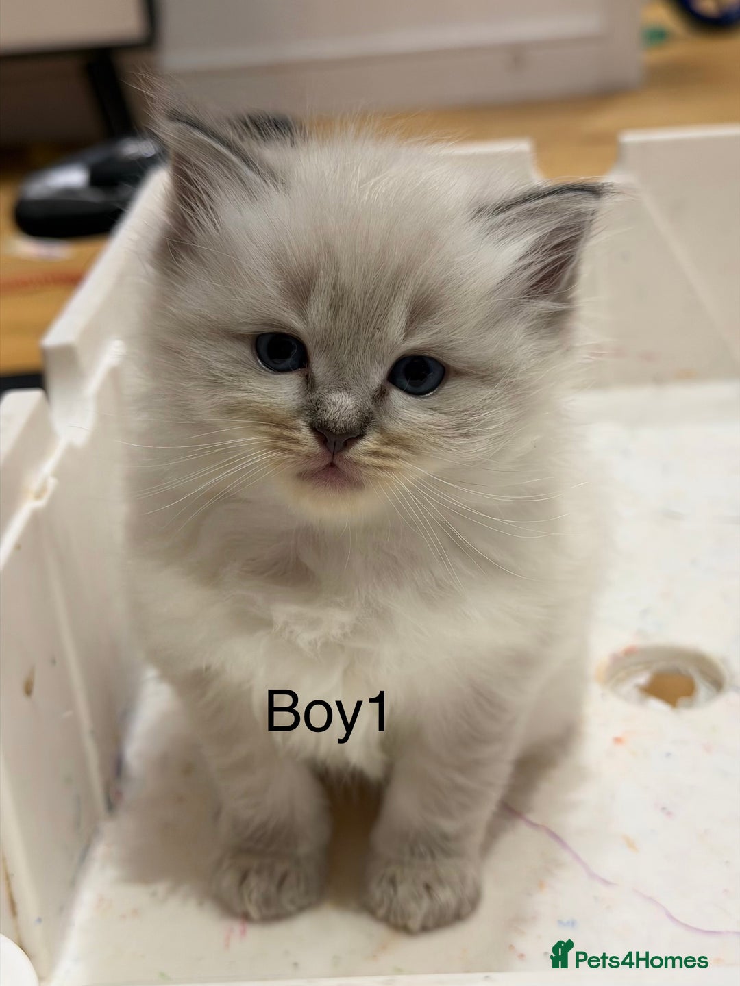 Ragdoll cats for sale: Pure ragdolls  - Image 1