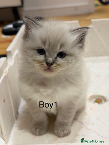 Ragdoll cats - Advert 4