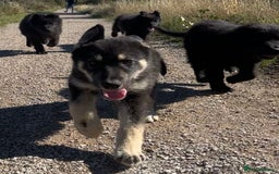 German Shepherd dogs for sale: Ready to go German Shepherd Alsatian puppies - Image 3