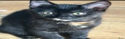 Mixed Breed cats for sale: Beautiful Torbie/Tortoiseshell kitten Age 13 weeks in Smethwick - Advert 1