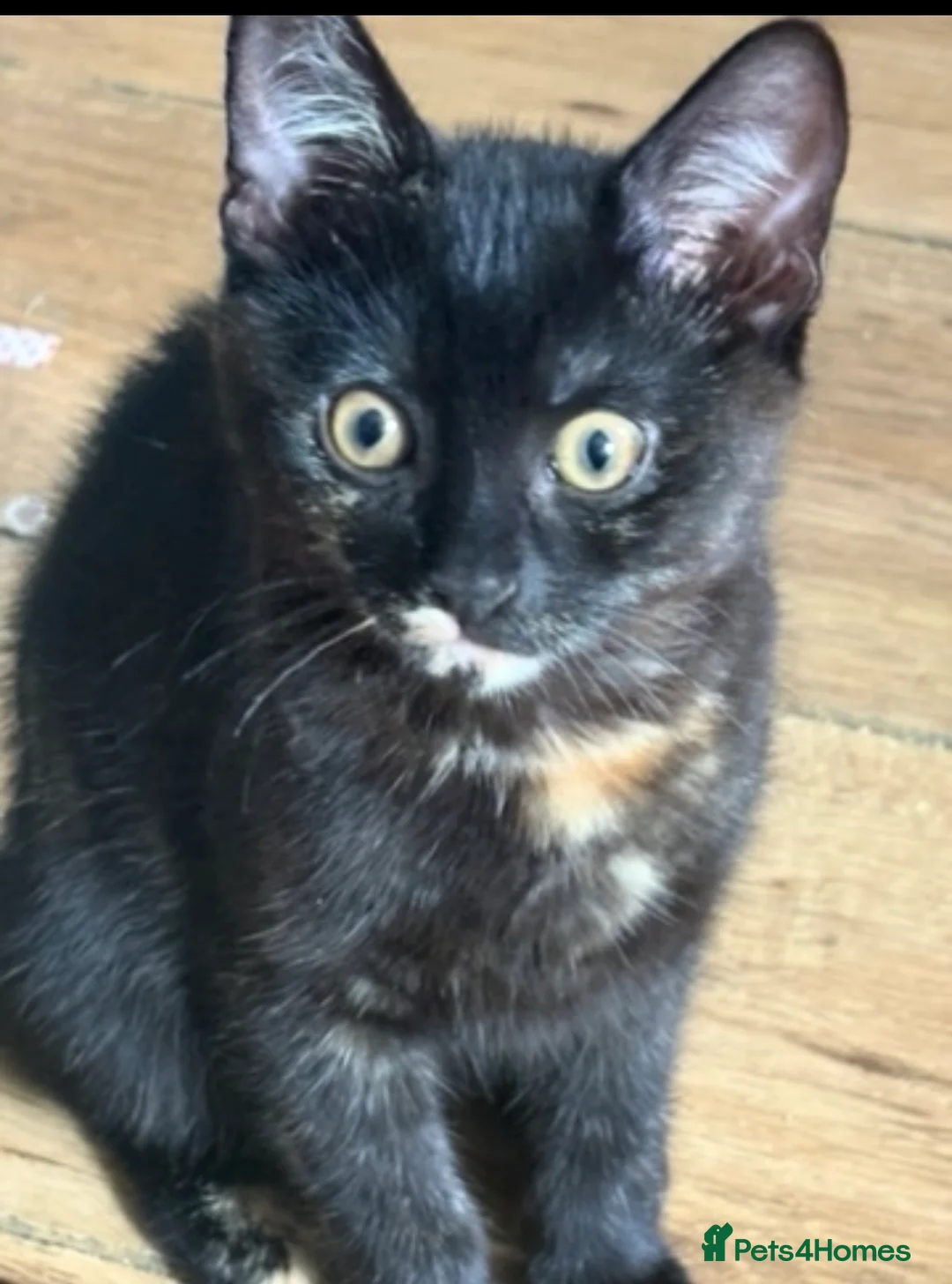 Mixed Breed cats for sale: Beautiful Torbie/Tortoiseshell kitten Age 13 weeks in Smethwick - Advert 1