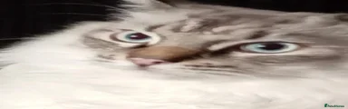 Ragdoll 1