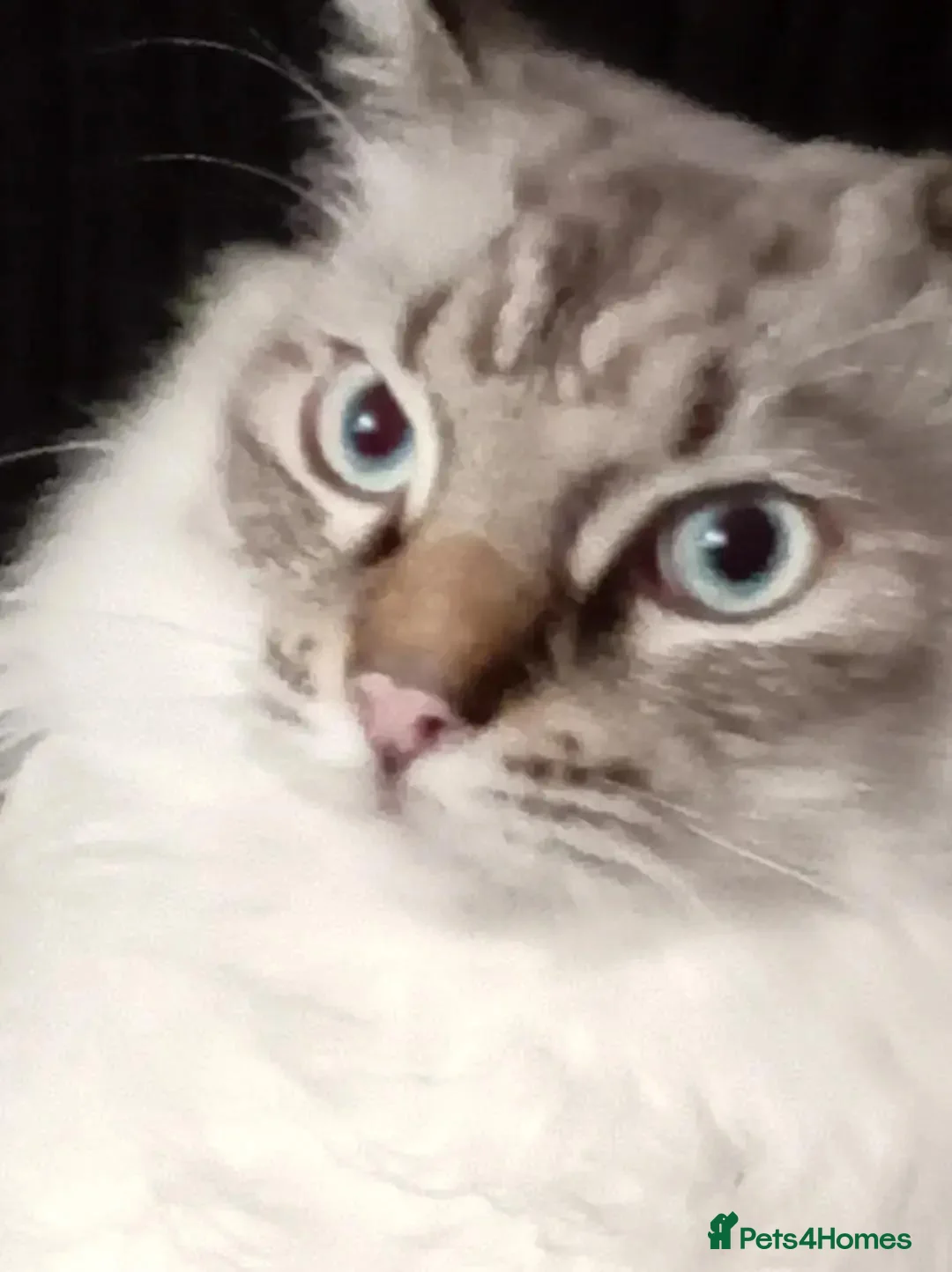 Ragdoll cats for sale: Male ragdoll urgent  - Advert 1