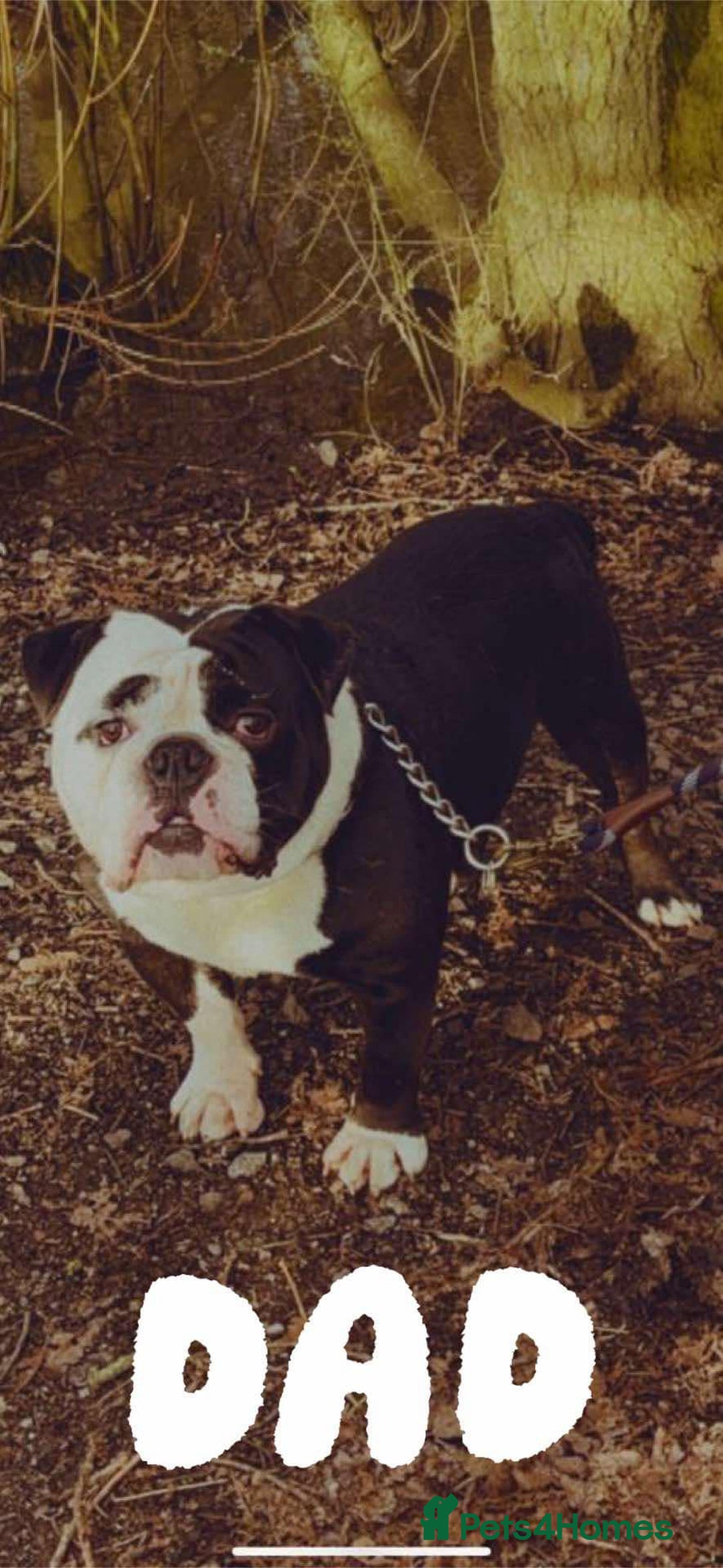 Olde English Bulldogge dogs for sale: Retired stud dog looking for his forever family - Advert 2