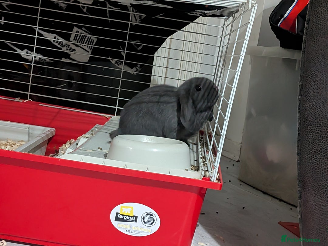 Mini Lop rabbits for sale: Baby mini lops ready for their forever homes - Advert 4