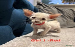Siamese cats for sale: ✨Gorgeous GCCF registered kittens✨ - Image 11