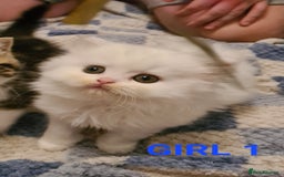 Persian cats for sale: Beautiful Persian X BSH Kittens  - Image 13