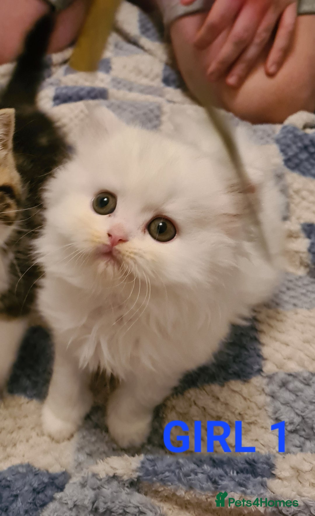 Persian cats for sale: Beautiful Persian X BSH Kittens  - Image 13