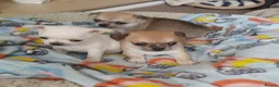 Chihuahua dogs for sale: Short haired tiny chihuahua pups ready now - Advert 8