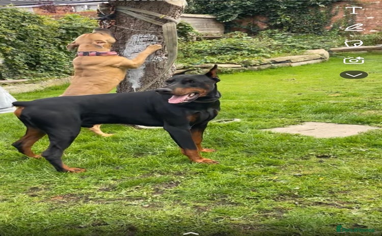 Mixed Breed dogs - Advert 2