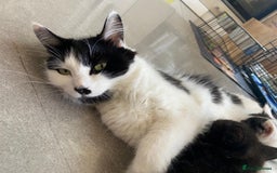 Mixed Breed cats for sale: British short hair kittens - Image 9