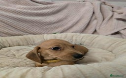 Miniature Dachshund dogs for sale: Miniature dachshunds  - Image 4