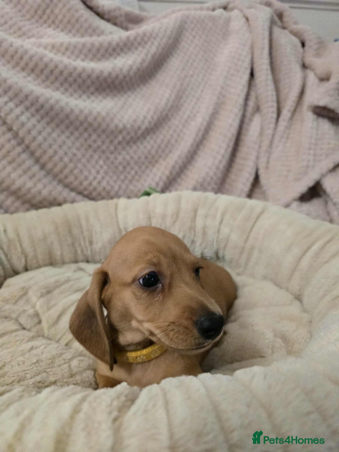 Miniature Dachshund dogs for sale: Miniature dachshunds  - Image 4