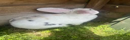 French Lop rabbits for sale: Beautiful super friendly neutered male lop - Advert 2
