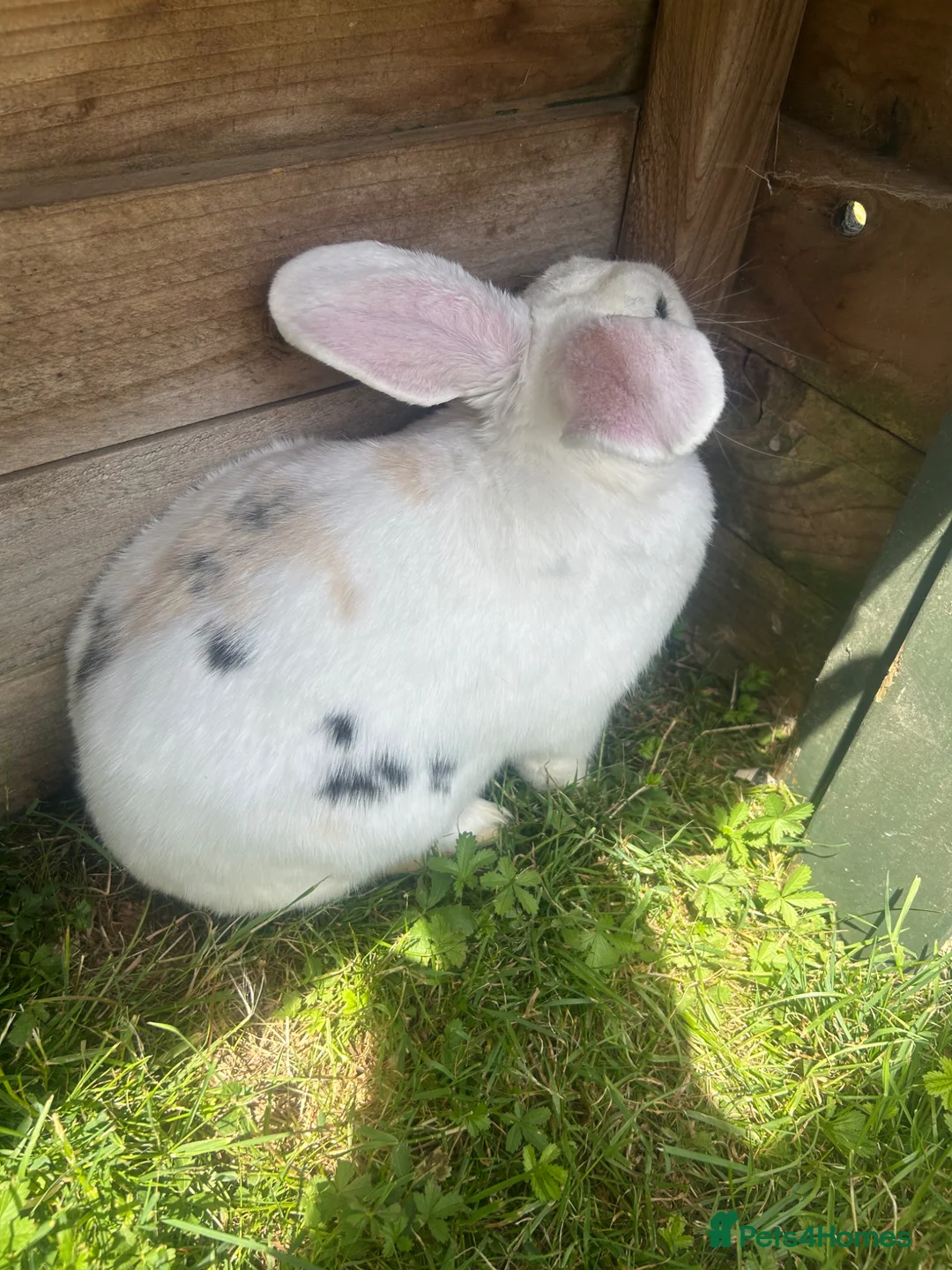 French Lop rabbits for sale: Beautiful super friendly neutered male lop - Advert 2