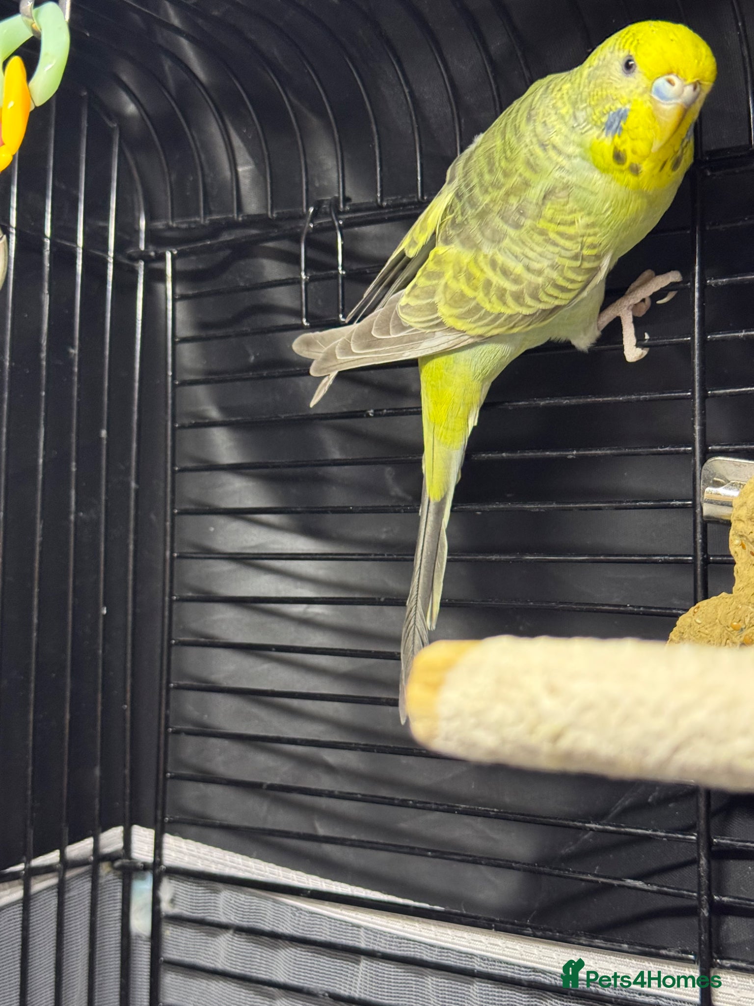 Budgerigars birds Bird  - Advert 1