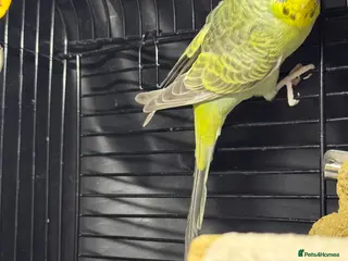Budgerigars birds Bird - Advert 1
