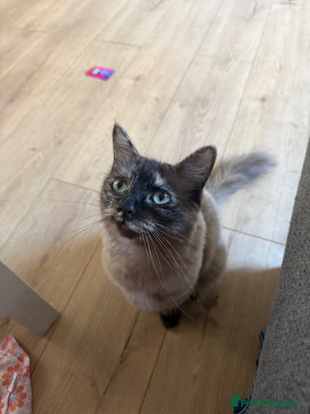 Ragdoll cats for sale: 2 year old beautiful ragdoll female  - Advert 2