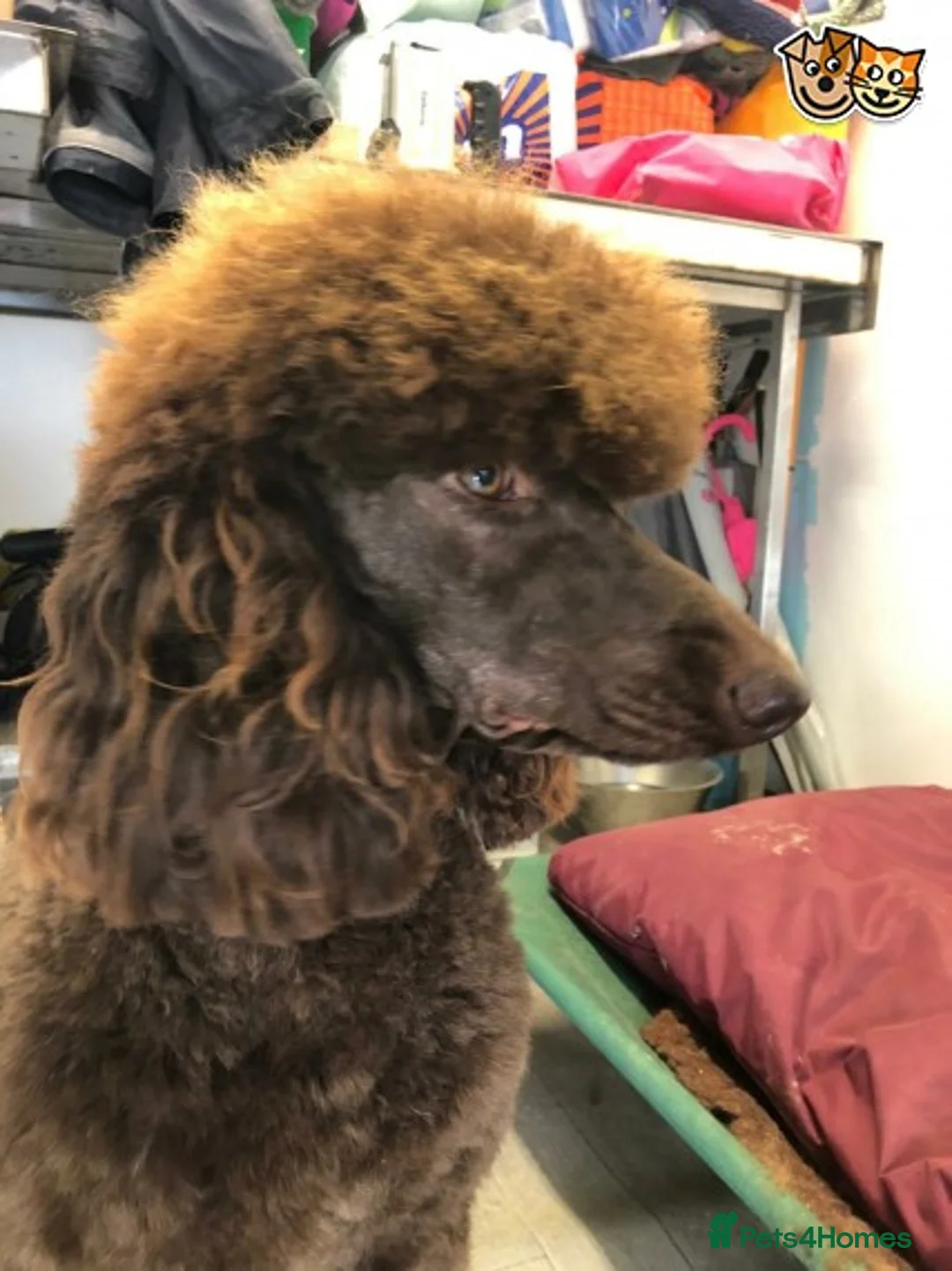 Poodle dogs for stud: Beautiful Cafe Au Lait Moyen Poodle Stud in Warwick - Advert 13