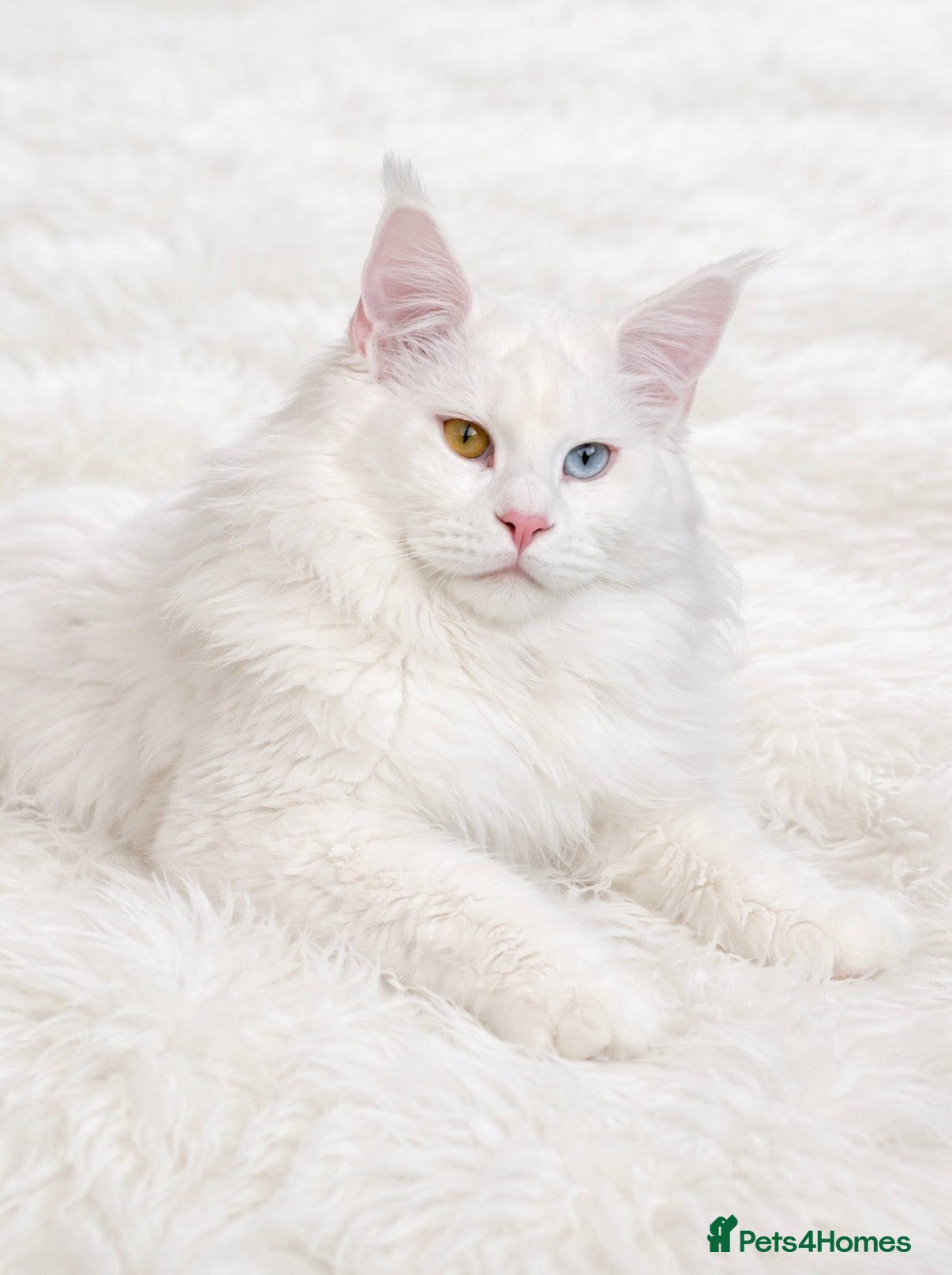 Maine Coon cats Pure white Maine coon stud  - Advert 2