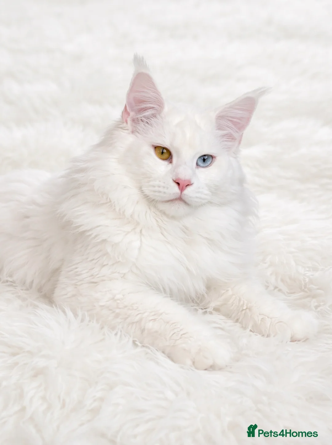 Maine Coon cats for stud: Pure white Maine coon stud  - Advert 1