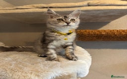 Maine Coon cats for sale: Stunning Maine Coon girls  - Image 8