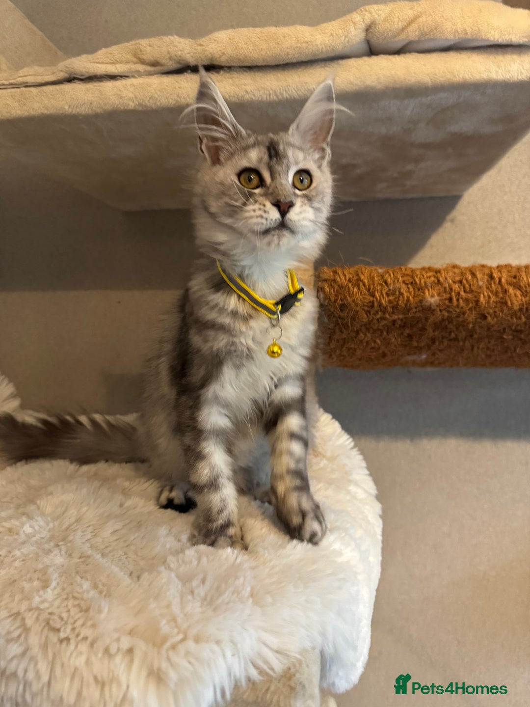 Maine Coon cats for sale: Stunning Maine Coon girls  - Image 8