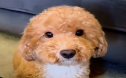 Toy Poodle dogs for sale: Astonishing TOY POODLES!!! - Image 3