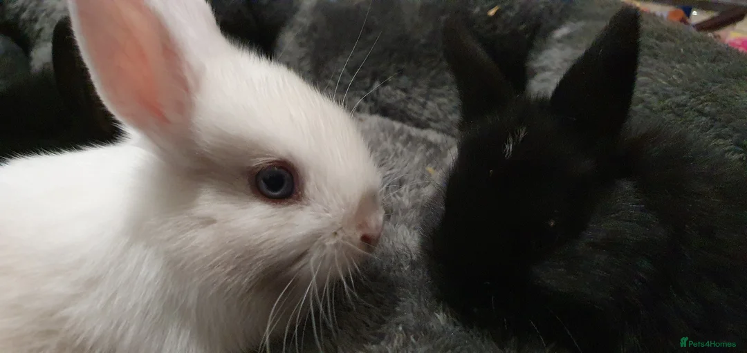 Mixed Breed rabbits for sale: Northandwaf  - Advert 12