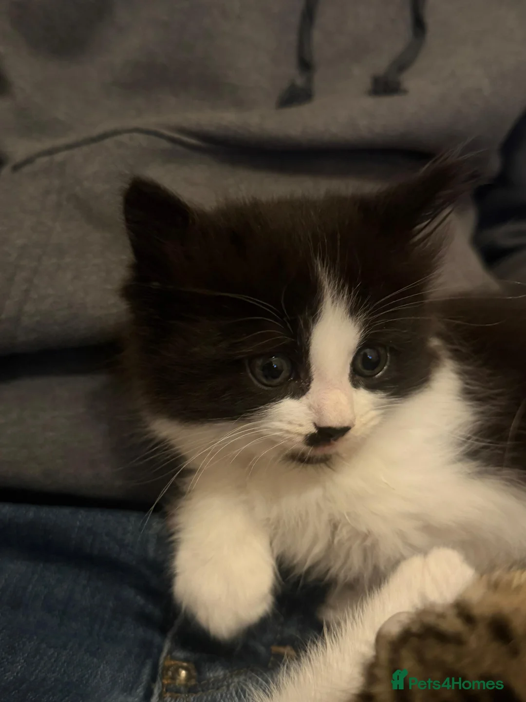 Persian cats for sale: Beautiful half Persian kittens  - Advert 3