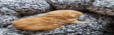 Exotic Kitten 2