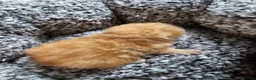 Exotic cats for sale: Full pedigree exotic kittens in Saint Helens - Advert 7