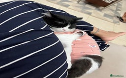 Mixed Breed cats for adoption: SUSHI GIRL MIX PERSIAN PERFECT HEALTH AFFECTIONAT - Image 6