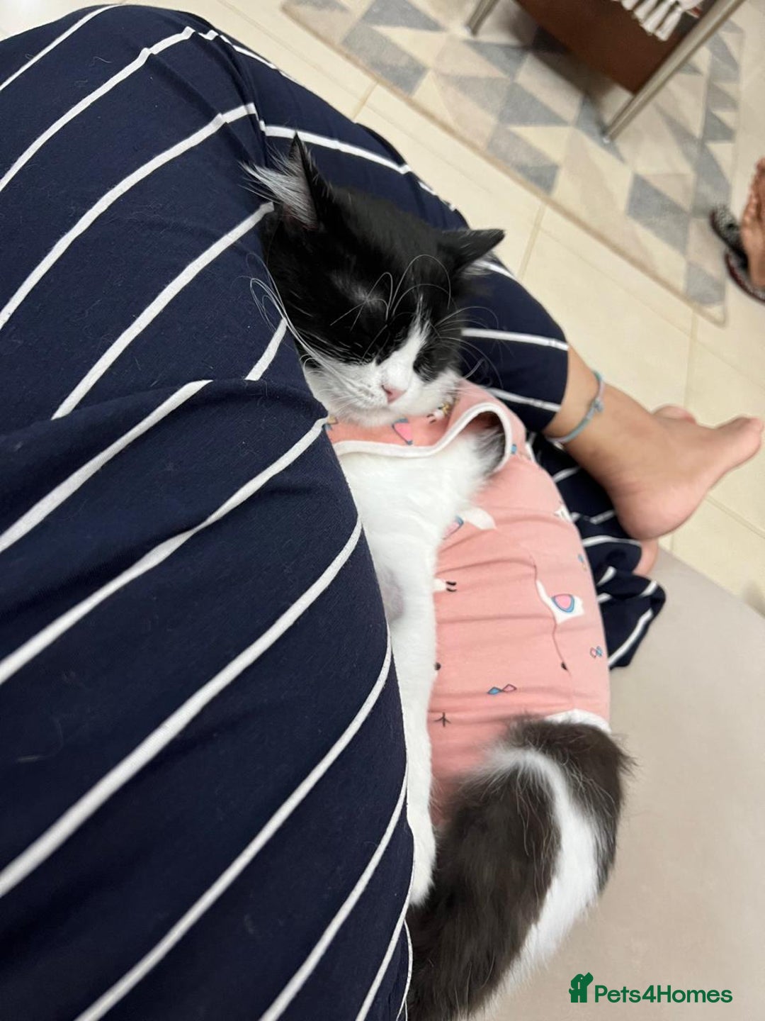 Mixed Breed cats for adoption: SUSHI GIRL MIX PERSIAN PERFECT HEALTH AFFECTIONAT - Image 6