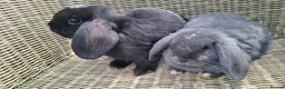 Mini Lop rabbits for sale: Bundle of fluffs ready to be reserved - Advert 10