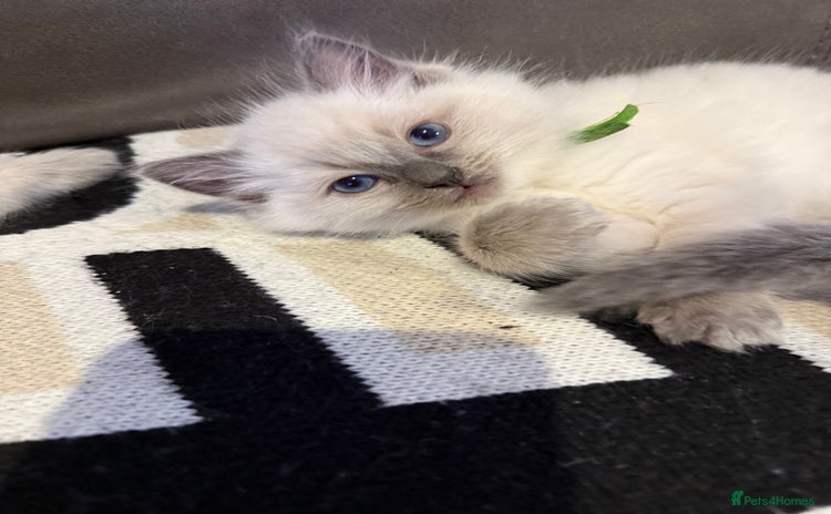 Ragdoll cats Only 1 male Ragdoll kitten left - Advert 6