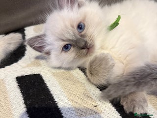 Ragdoll cats Only 1 male Ragdoll kitten left - Advert 14