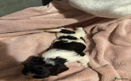 Mixed Breed dogs for sale: Cockshihpoos - Image 7