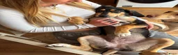 Mixed Breed dogs for adoption: Chrissie  in Newton Abbot - Advert 4
