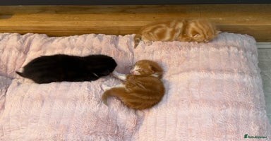 Mixed Breed cats - Advert 6