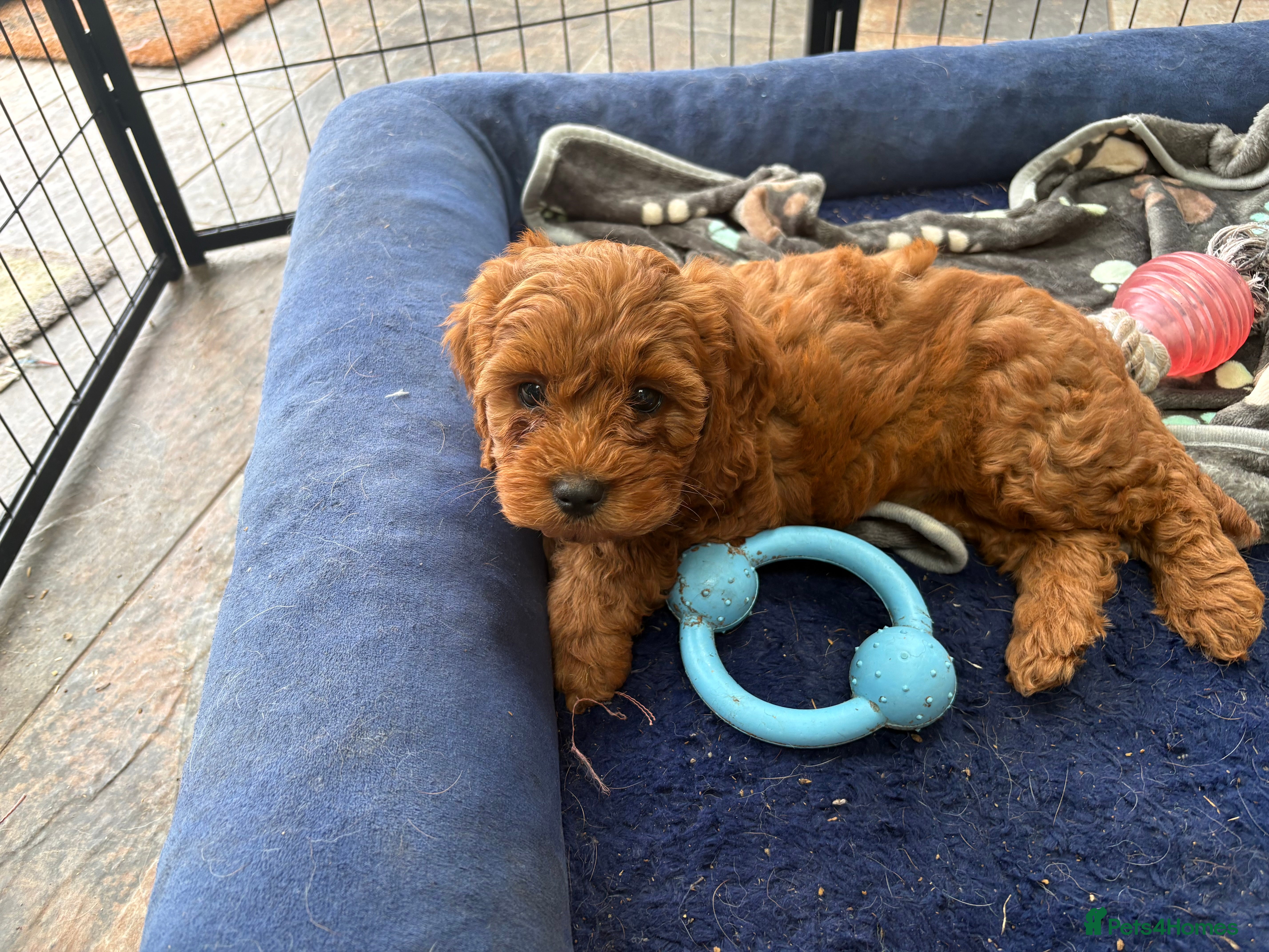 Cavapoo dogs Beautiful Cavapoo puppies  - Advert 2