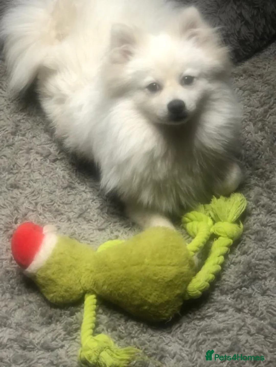 Pomeranian dogs for sale: Gorgeous Pomeranian Spitz looking for forever home - Advert 2
