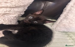 Bengal cats for sale: Mixed Breed Kittens  - Image 4