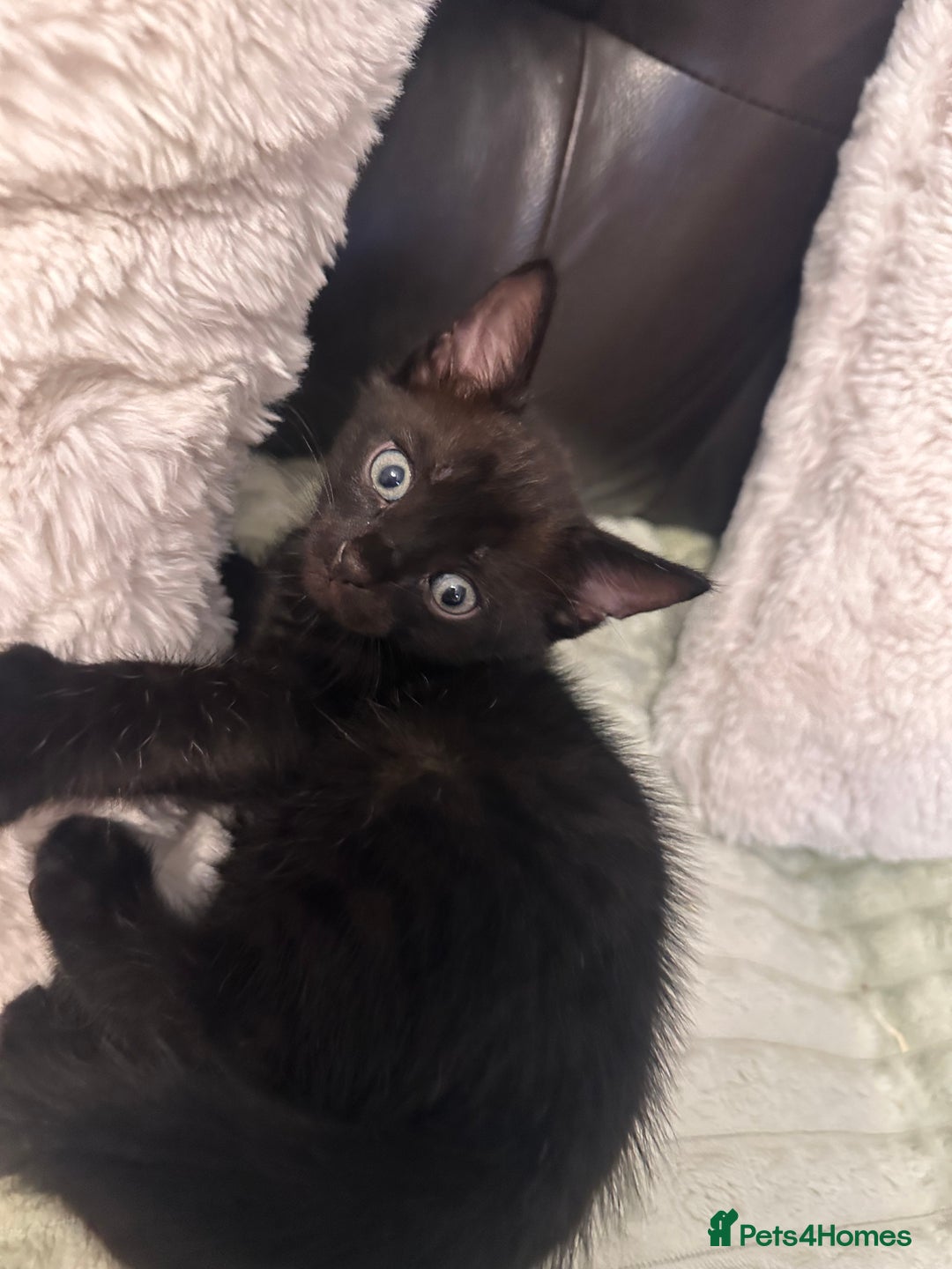 Bengal cats for sale: Mixed Breed Kittens  - Image 4