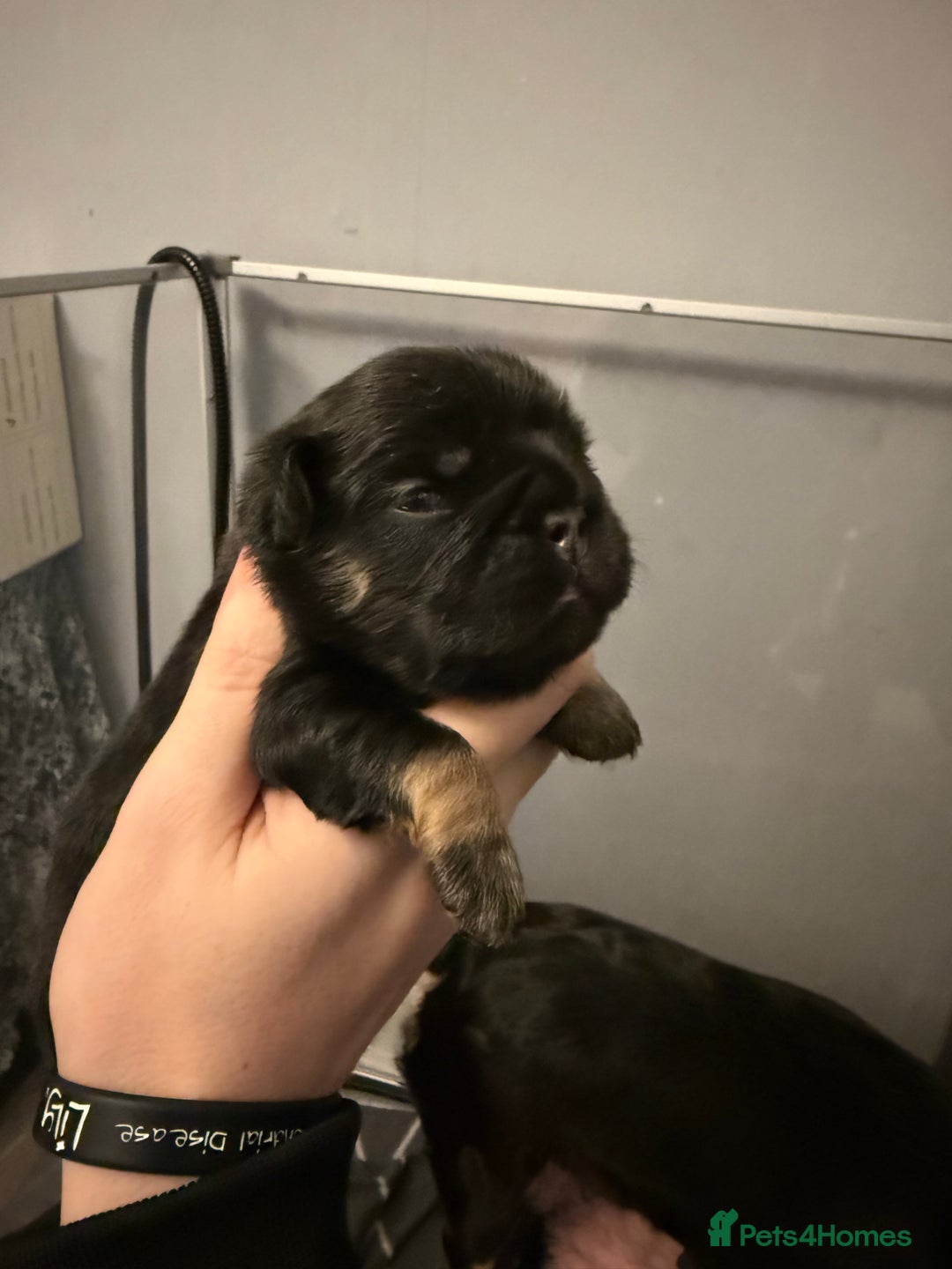 French Bulldog dogs for sale: Visual Fluffy French Bulldog Puppys - Advert 7