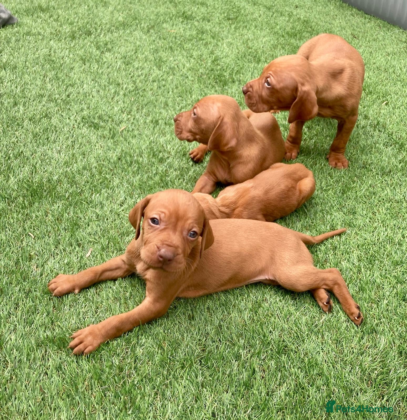 Hungarian Vizsla dogs Hungarian vizsla  - Advert 16