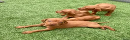 Hungarian Vizsla dogs for sale: Hungarian vizsla  in Saint Helens - Advert 7