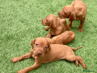 Hungarian Vizsla dogs Hungarian vizsla - Advert 10